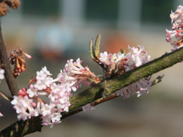 Fruehling 2009   047.jpg